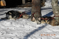 Huskies Erleben